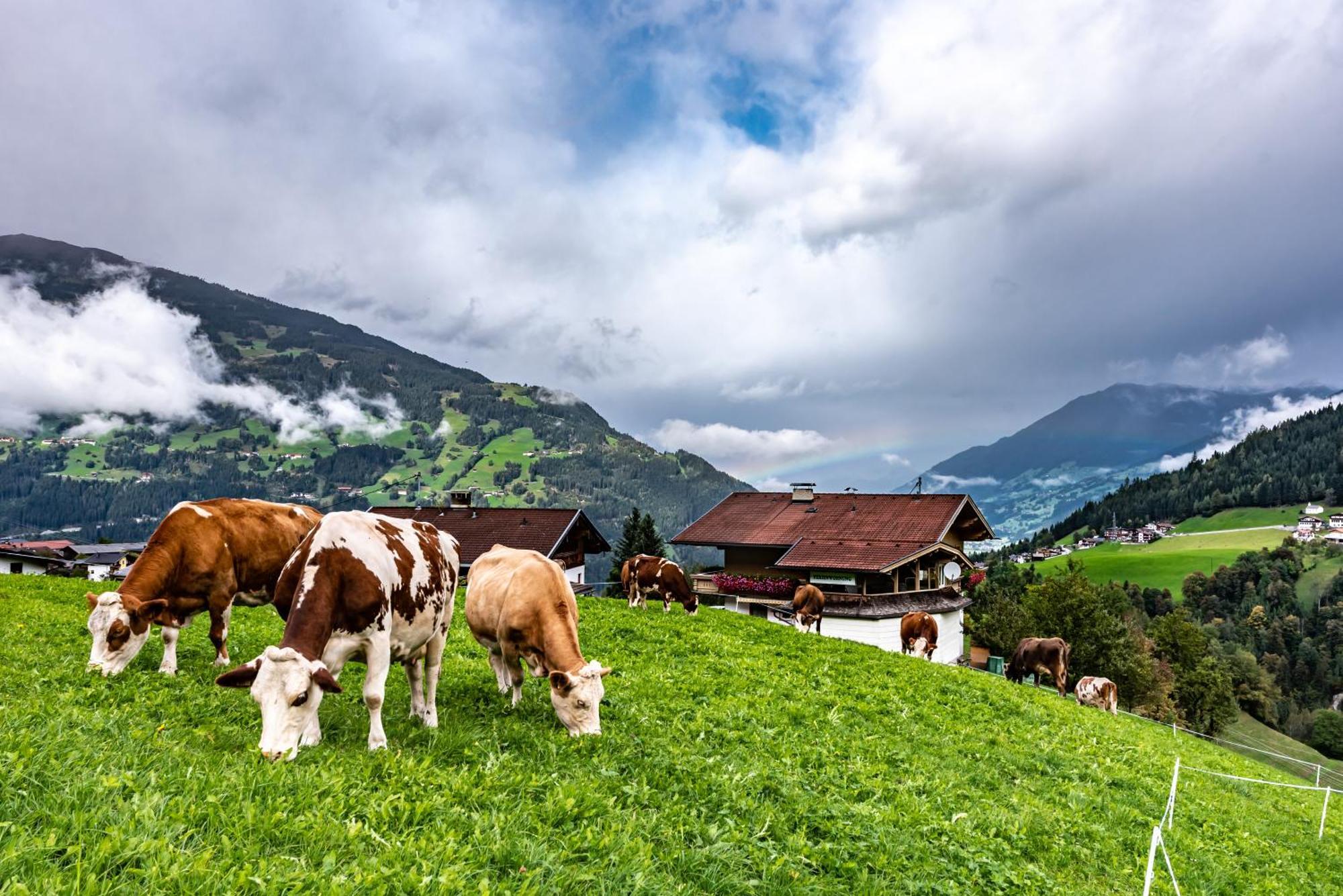 היינצנברג Ferienwohnung Ausblick Zillertal מראה חיצוני תמונה